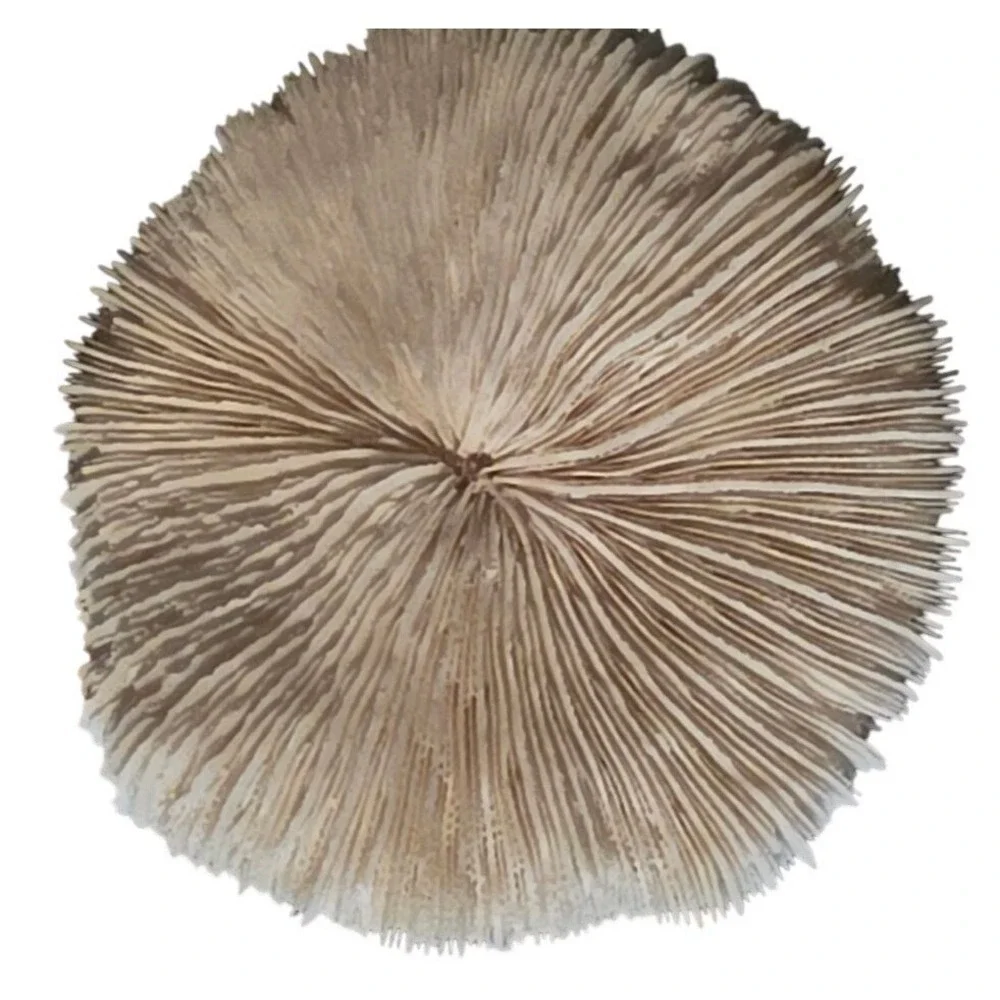 Natural Coral Specimen Trio For Home Décor 2